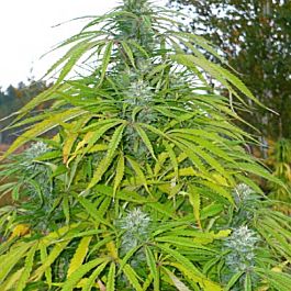 Lowlife Seeds Lebanese Kush Semi Auto Regular