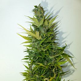 Lowlife Seeds Lemon Sativa Semi Auto Feminized