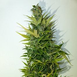 Lowlife Seeds Lemon Sativa Semi Auto Regular
