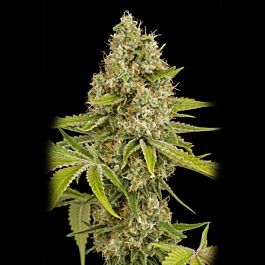 Lowlife Seeds OG Kush Feminized
