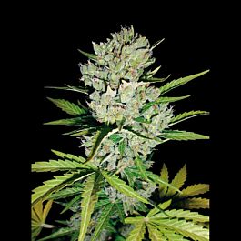 Lowlife Seeds Skunk Auto Feminized