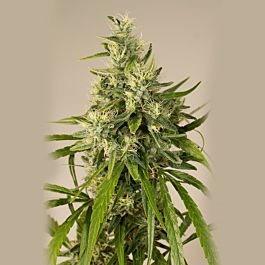 Lowlife Seeds Trainwreck Feminized