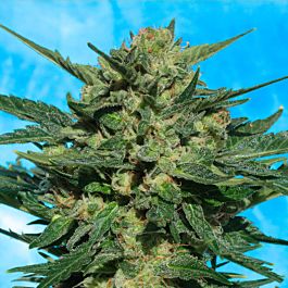 Lowlife Seeds White Russian Auto #2 Feminized