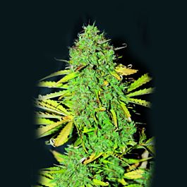Lowlife Seeds White Widow Auto #2 Feminized