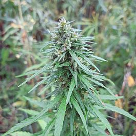 Lowlife Seeds Wild Russian Semi Auto Regular