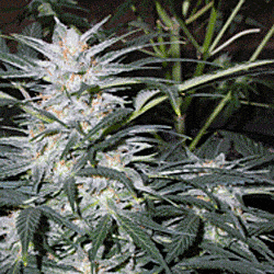 Sagarmatha Seeds Star Ryder Auto Feminized