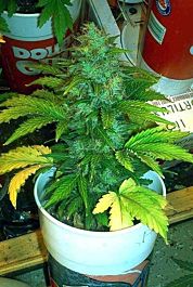 Joint Doctor - Lowryder Seeds Lowryder Original Autoflowering Feminised