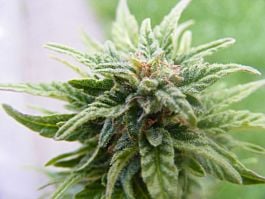 Joint Doctor - Lowryder Seeds Lowryder #2 Autoflowering Feminized