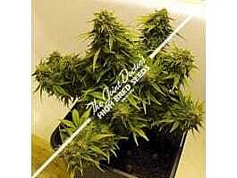 Joint Doctor - Lowryder Seeds Lowryder Mix Autoflowering Feminised