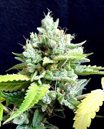 Gage Green Seeds Lemon Puff Regular
