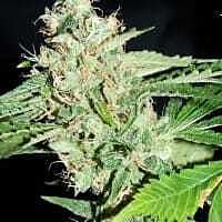 Reeferman Seeds Love Potion 1.1 Regular