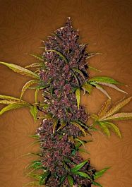FastBuds Seeds LSD-25 Auto Feminized