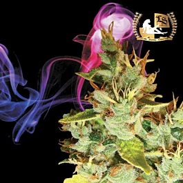 Lady Sativa Aphasia Haze Regular