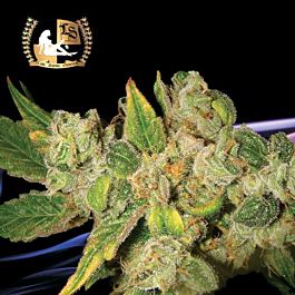 Lady Sativa English OG Regular