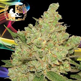 Lady Sativa Exodus Fuel Regular