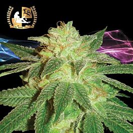 Lady Sativa Kensington Kush Regular