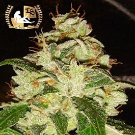 Lady Sativa Knightsbridge OG Regular