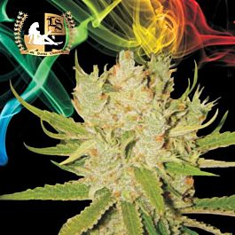 Lady Sativa Knightsbridge OG Haze Regular