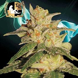 Lady Sativa London City Diesel Regular