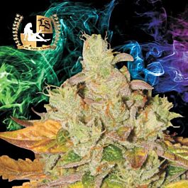 Lady Sativa Orange Diesel Regular