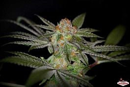 SINCITY Seeds L.V.B.K Regular