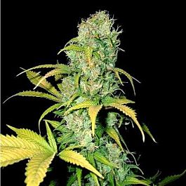 Holy Smoke Seeds Mulanje Gold Regular