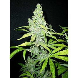Mosca Seeds Mach Fly Regular