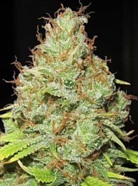 Ultra Genetics Seed Company Machine Gun Funk Regular
