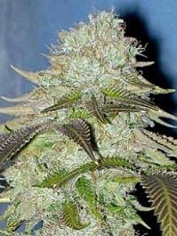 Hazeman Seeds Madness Regular