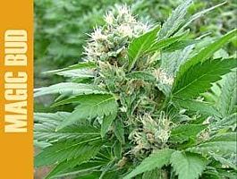 Paradise Seeds Magic Bud Feminised
