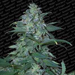 Paradise Seeds Magic Bud Regular Seeds 