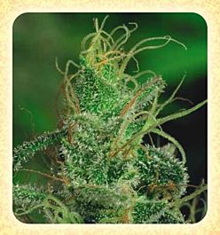 De Sjamaan Seeds Magic Crystal Regular