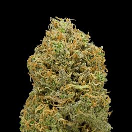 Mr Nice Seedbank Skunk Haze Regular