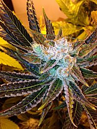 Delta 9 Labs Magnum Platinum Haze Feminized