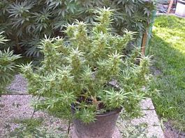 Magus Genetics Biddy Sister Regular
