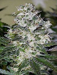 Magus Genetics Exile Regular