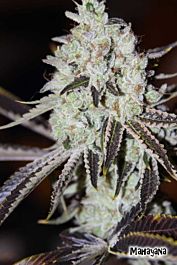 Karma Genetics Mahayana Regular