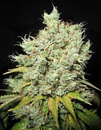 Ultra Genetics Seed Company Mak 10 Regular