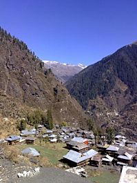 The Real Seed Company Malana Regular