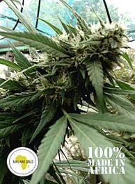 Seeds of Africa Malawi Gold Regular