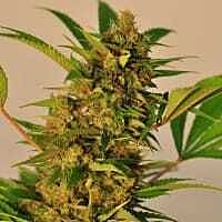 Reeferman Seeds Malawi Wowie Feminised