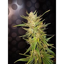 Lineage Genetics Malawi Gold Feminized