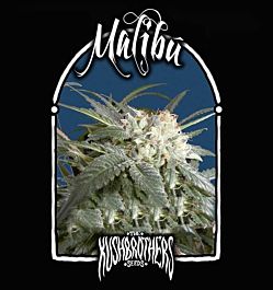 The Kush Brothers Malibu Feminized