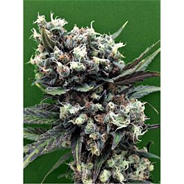 Breaking Buds Seeds Malverde Feminized