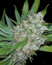 Seedsman Mama Mia Feminised