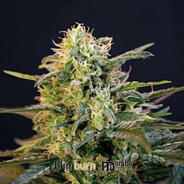 BlimBurn Seeds Black Mamba CBD Feminized