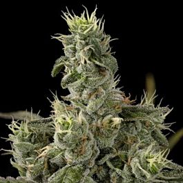 Marimberos Nicole Kush Feminized