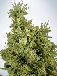 Ministry of Cannabis Mandarin Haze Feminised