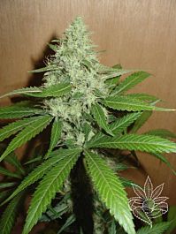 Homegrown Fantaseeds Mango Feminized
