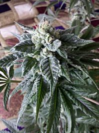 Female Seeds Sweet Soul Feminized